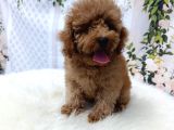 Kore Toy Poodle