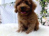 Kore Toy Poodle