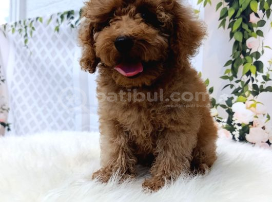 Kore Toy Poodle görsel