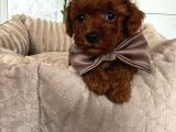 Toy Poodle Sevi̇mli̇ Yavrular Ev Üreti̇mi̇