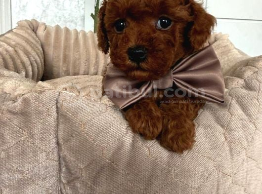 Toy Poodle Sevi̇mli̇ Yavrular Ev Üreti̇mi̇ görsel