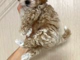 Malti̇poo Ci̇nsi̇ Yavrular Ev Üreti̇mi̇
