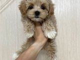 Malti̇poo Ci̇nsi̇ Yavrular Ev Üreti̇mi̇