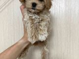 Malti̇poo Ci̇nsi̇ Yavrular Ev Üreti̇mi̇