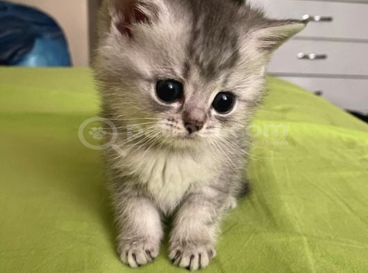 British Shorthair görsel