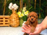 Safkan kore teddy yüz poodle yavrularımız