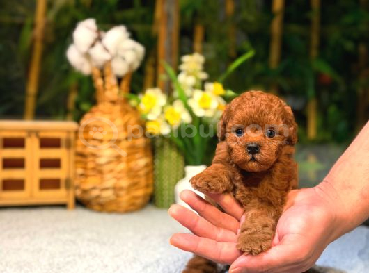 Safkan kore teddy yüz poodle yavrularımız