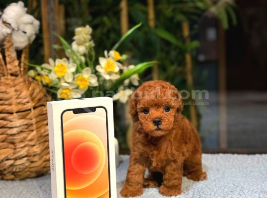 Kore Toy Poodle Yavrumuz görsel