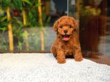 Safkan Kore Teddy Yüz Poodle Yavrularımız