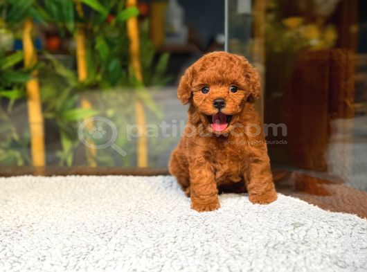 Safkan Kore Teddy Yüz Poodle Yavrularımız görsel