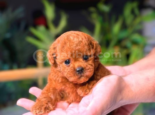 Kore Toy Poodle Yavrumuz görsel
