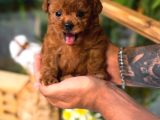 Kore Toy Poodle Yavrumuz