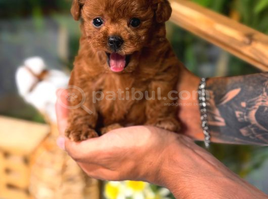 Kore Toy Poodle Yavrumuz görsel
