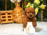Kore Toy Poodle Yavrumuz