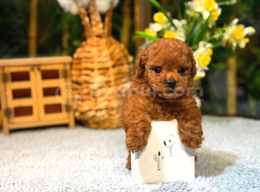 Kore Toy Poodle Yavrumuz