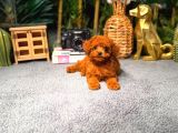 Safkan Kore Teddy Yüz Poodle Yavrularımız