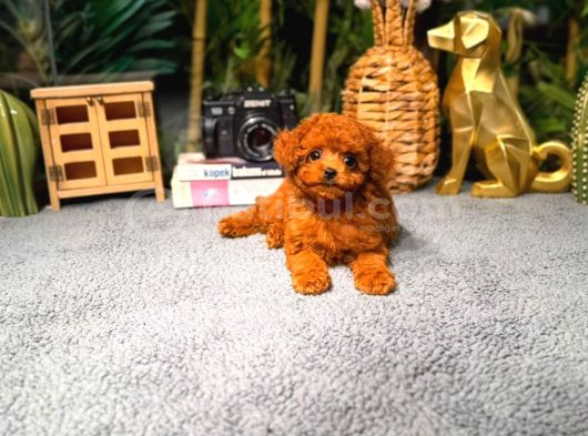 Safkan Kore Teddy Yüz Poodle Yavrularımız görsel