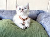 Kaliteli Shorthair-Longhair Bebekler