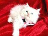 Kaliteli Shorthair-Longhair Bebekler