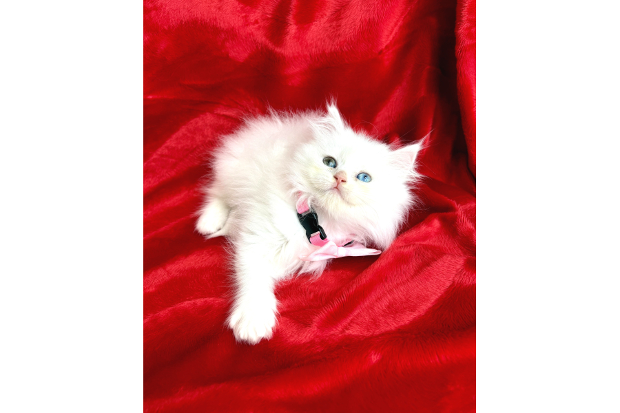 Safkan Longhair Bebekler