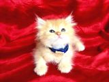 Kaliteli Shorthair-Longhair Bebekler
