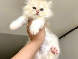Safkan Longhair Bebekler