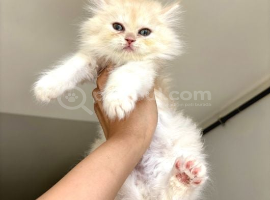 Safkan Longhair Bebekler görsel