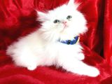 Kaliteli Shorthair-Longhair Bebekler