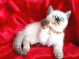 Kaliteli Shorthair-Longhair Bebekler