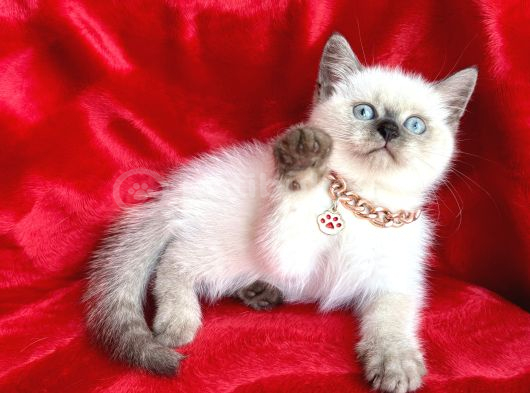 Kaliteli Shorthair-Longhair Bebekler