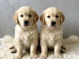 Baby Face Golden Yavrular