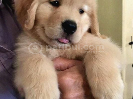 Egi̇ti̇mli̇ Golden Bebekler görsel