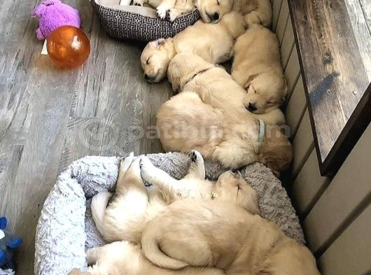Top Kafa Golden Yavrular görsel
