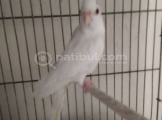 Takasli Sultanlar Ankara Papağan görsel