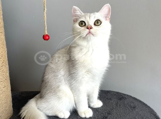 Safkan British Shorthair Silver Ns12 İStanbul