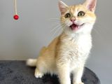 Safkan British Shorthair Golden Ny12
