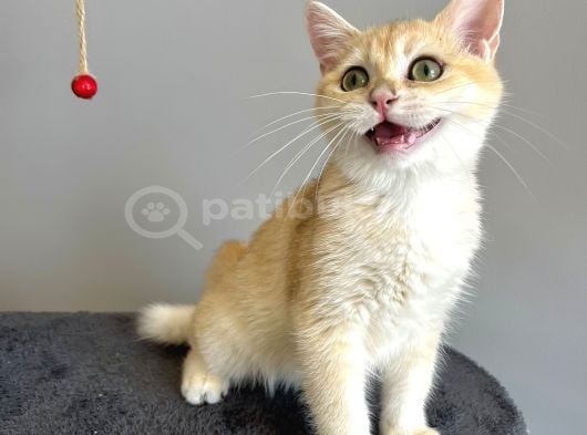 Safkan British Shorthair Golden Ny12 görsel
