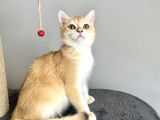 Portakal Renginde British Shorthair Golden