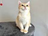 Portakal Renginde British Shorthair Golden