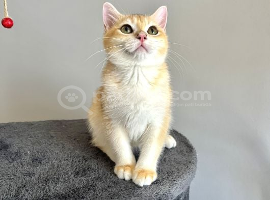 Portakal Renginde British Shorthair Golden görsel