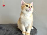 Portakal Renginde British Shorthair Golden