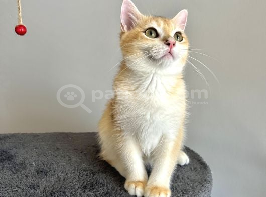 Portakal Renginde British Shorthair Golden görsel