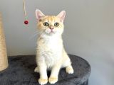 Safkan British Shorthair Golden Ny12