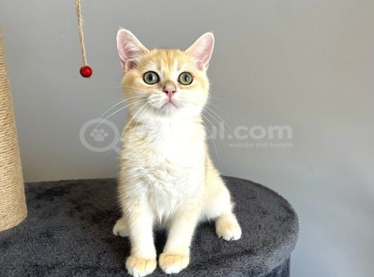 Safkan British Shorthair Golden Ny12 görsel
