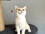 safkan British Shorthair Golden ny12