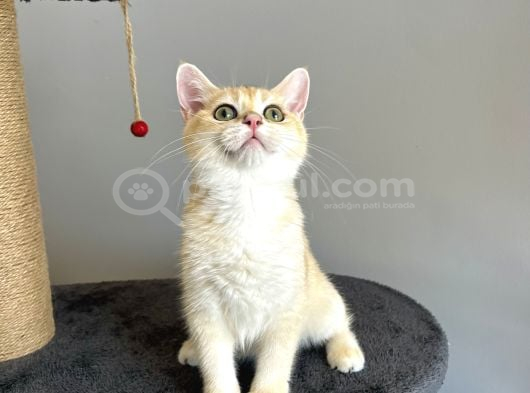 safkan British Shorthair Golden ny12