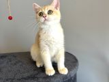 Safkan British Shorthair Golden Ny12