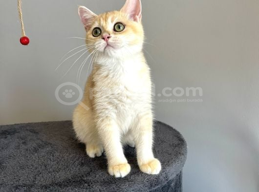 Safkan British Shorthair Golden Ny12 görsel