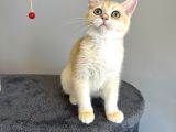 Safkan British Shorthair Golden Ny12