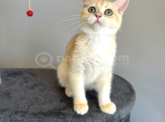 Safkan British Shorthair Golden Ny12 görsel
